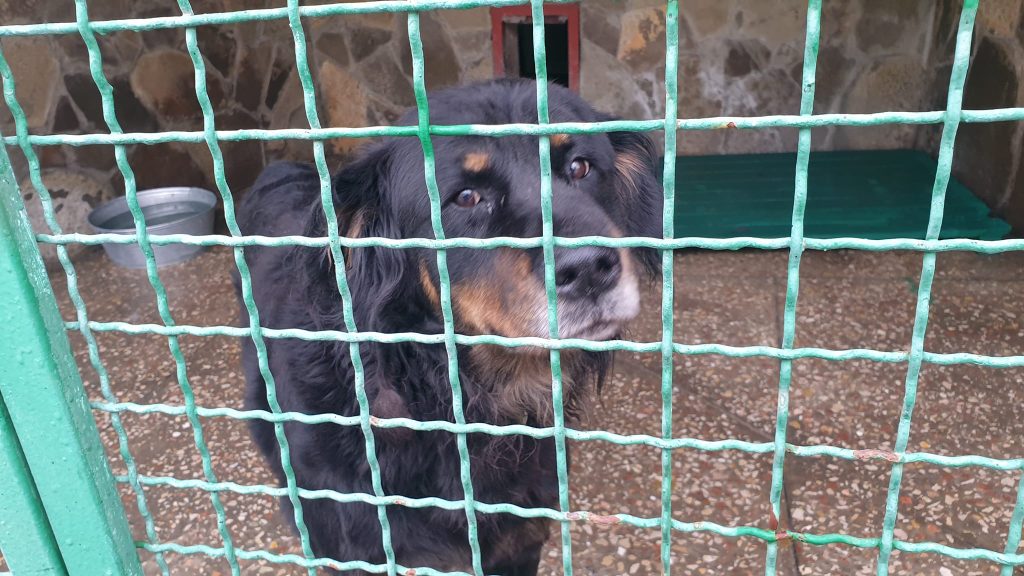 Понад 7 тис. грн коштуватиме бюджету Харкова відлов одного бездомного собаки