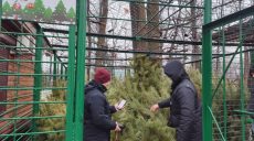 Щоб купити ялинку, готівка не потрібна – нововведення в лісгоспах Харківщини
