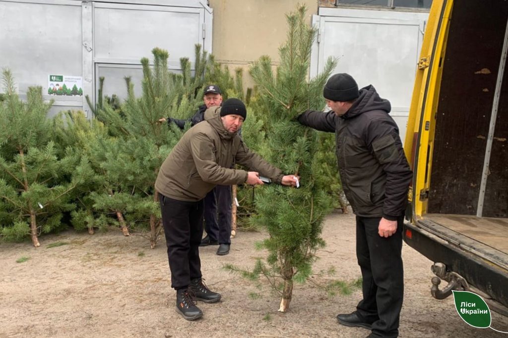 Де на Харківщині купити дешеву ялинку