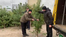 Де на Харківщині купити дешеву ялинку