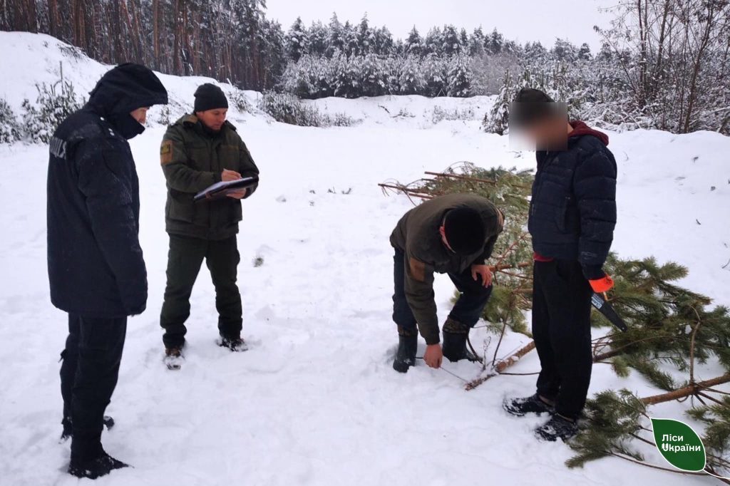 Зрубав пів сотні молодих сосен: ялинкового браконьєра спіймали на Харківщині
