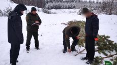 Срубил полсотни молодых сосен: елочного браконьера поймали на Харьковщине
