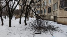 Сильний вітер повалив понад 30 дерев і 170 гілок у Харкові (фото)
