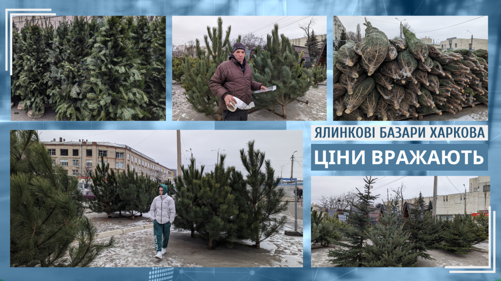 Елочные базары открылись в Харькове: цены на все виды и высоты хвойных (видео)