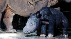 Суматранский носорог, который может исчезнуть, родился в заповеднике Индонезии