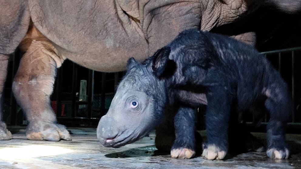 Суматранський носоріг, який може зникнути, народився у заповіднику Індонезії