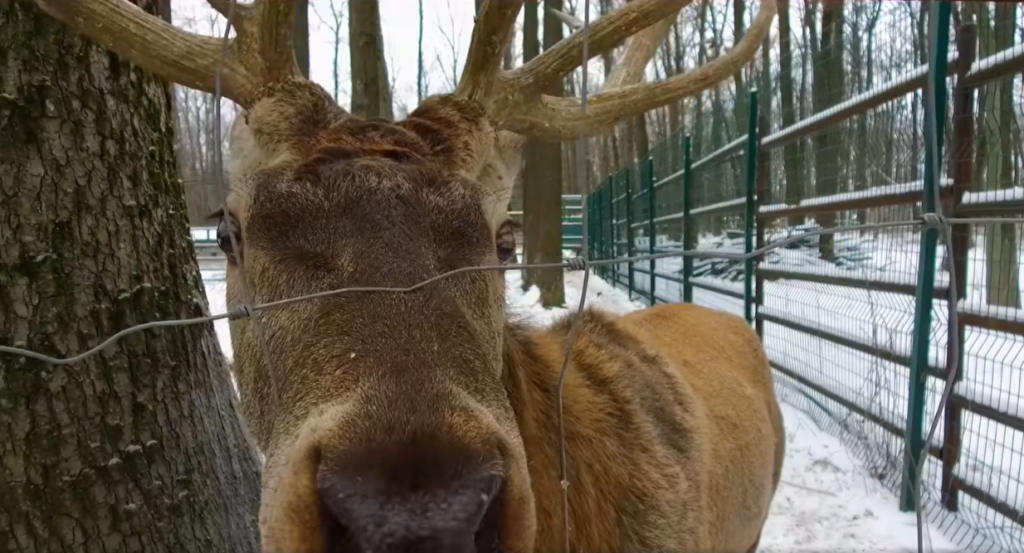Величественные олени гуляют по зимнему лесу под Харьковом (видео)