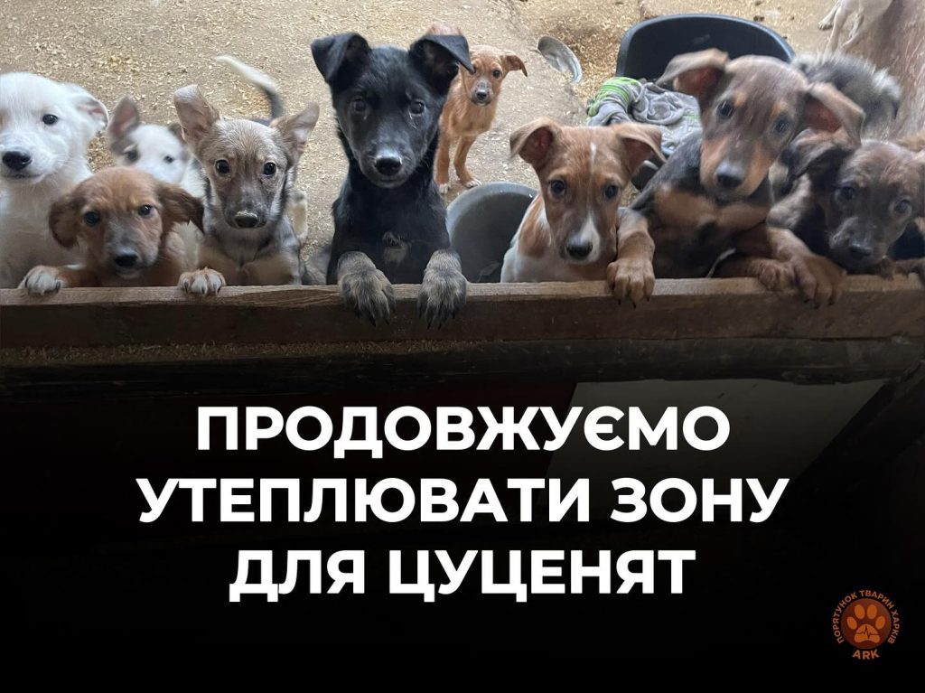У Харкові допомогли щенятам не замерзнути після ракетного удару (відео)