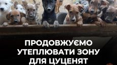 У Харкові допомогли щенятам не замерзнути після ракетного удару (відео)