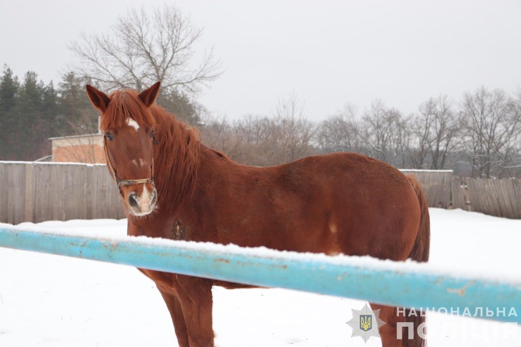 «33 прилета»: как на Харьковщине выживает конная ферма, оставшаяся без хозяина