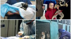 У Харкові понад тисяча безпритульних тварин торік знайшли новий дім