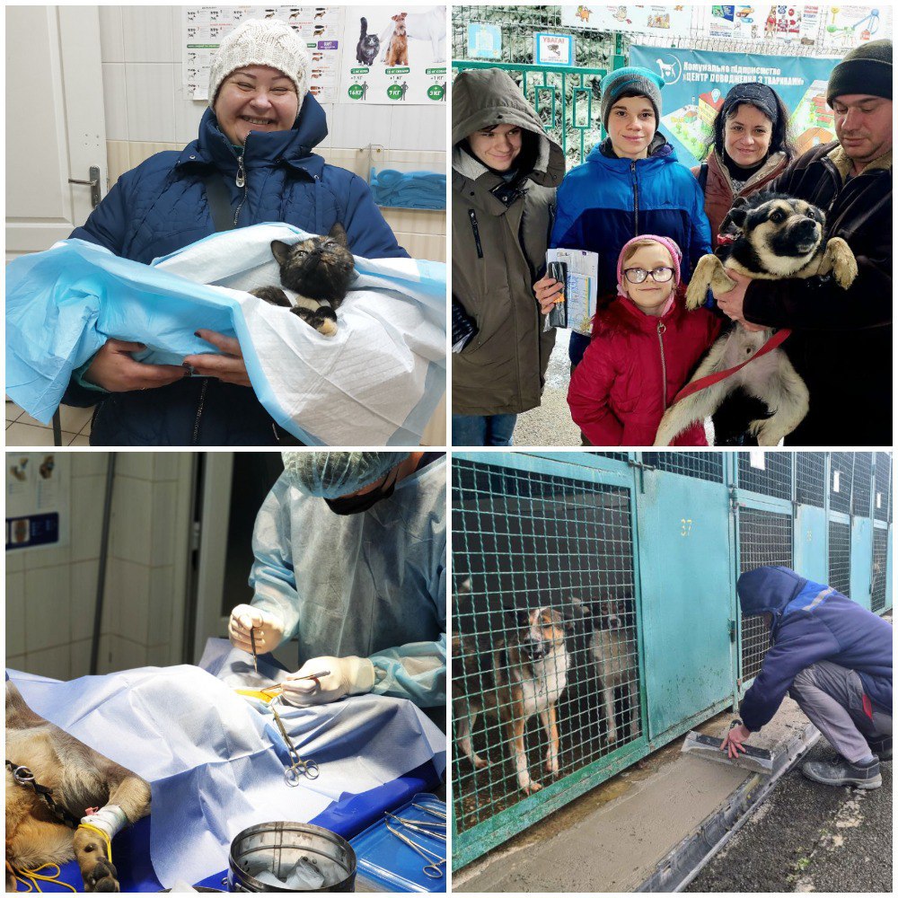 В Харькове более тысячи бездомных животных в прошлом году нашли новый дом