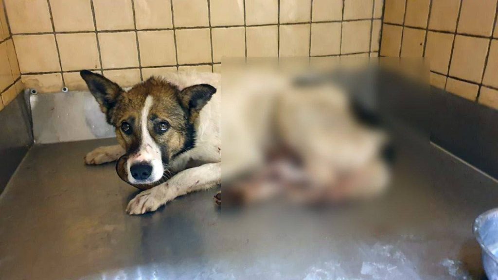 Прибежал раненым: в Харькове ищут владельца пса, пострадавшего из-за обстрела
