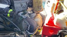 Кішку врятували під час гасіння пожежі у Вовчанську на Харківщині