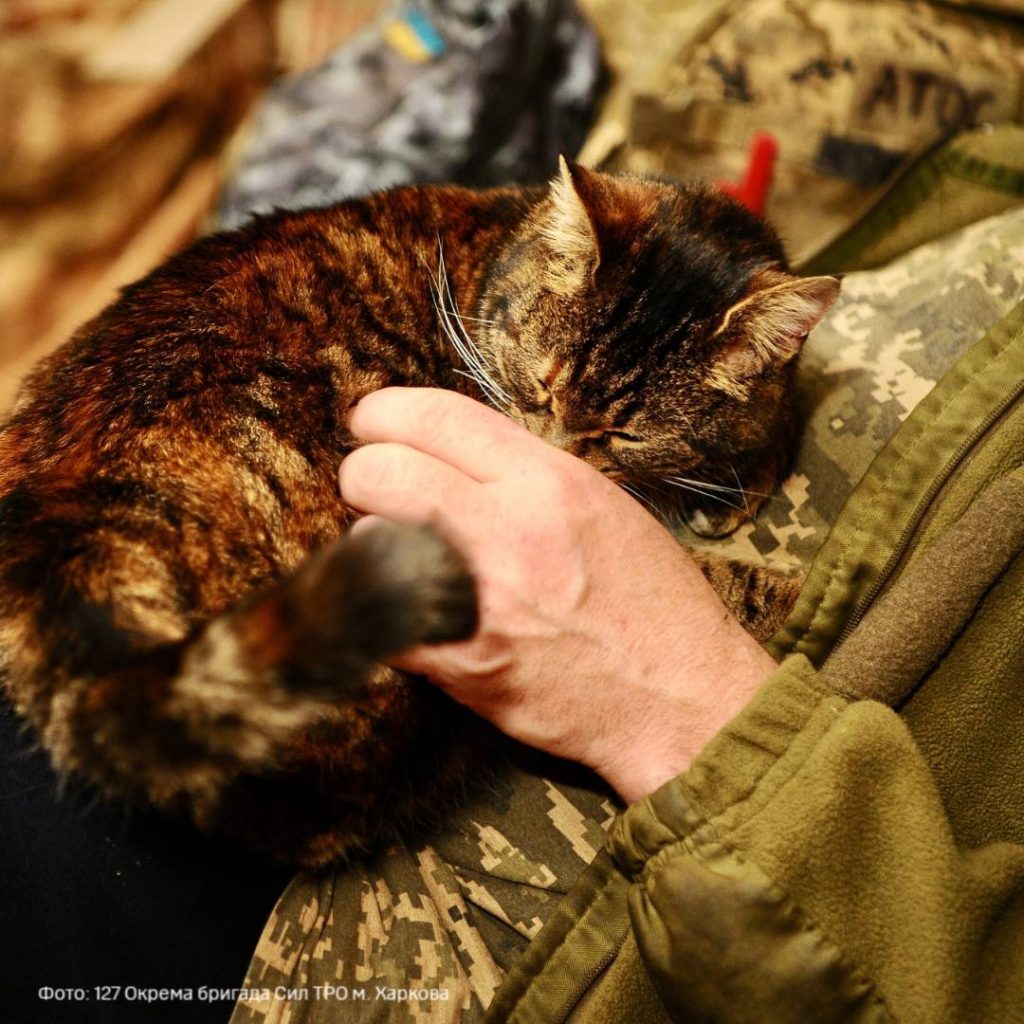 Харьковские теробороновцы показали своих антистресс-котиков (фото)
