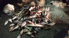 Наловил рыбы на полмиллиона — на Харьковщине будут судить рыбака