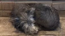 Собака загубився в Харкові після ракетного удару (відео)