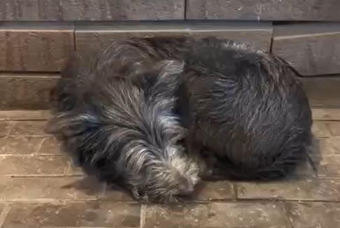 Собака загубився в Харкові після ракетного удару (відео)