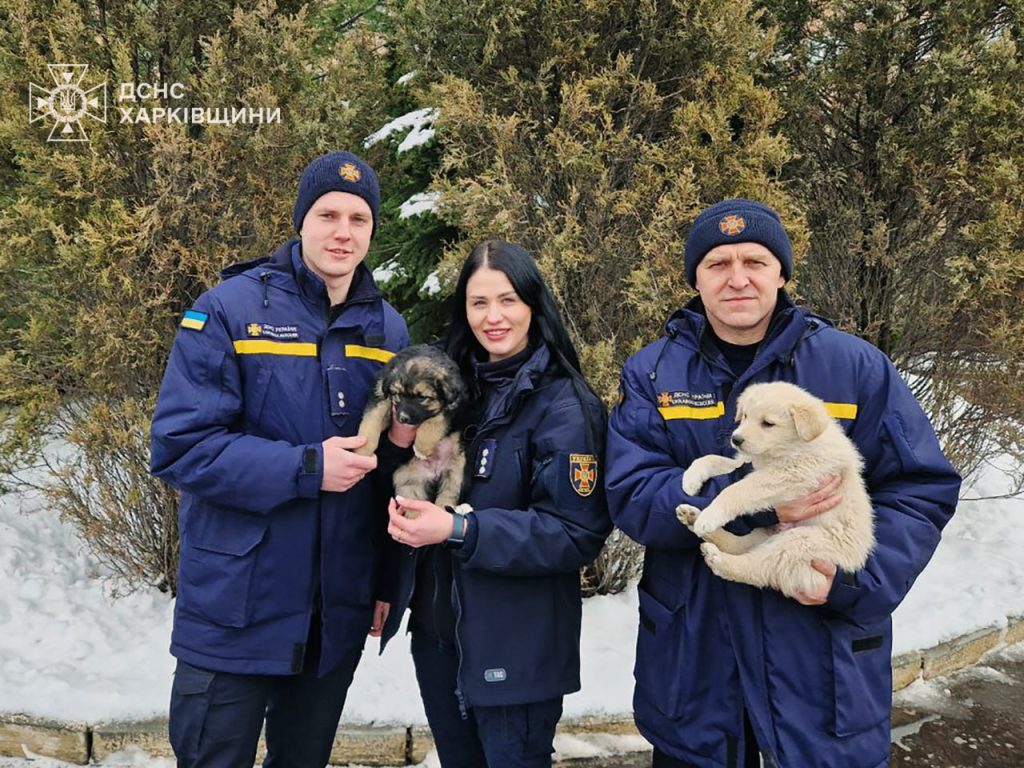 На Харьковщине ГСЧСники спасли щенков: подробности операции (фото)