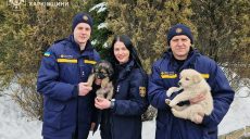 На Харьковщине ГСЧСники спасли щенков: подробности операции (фото)