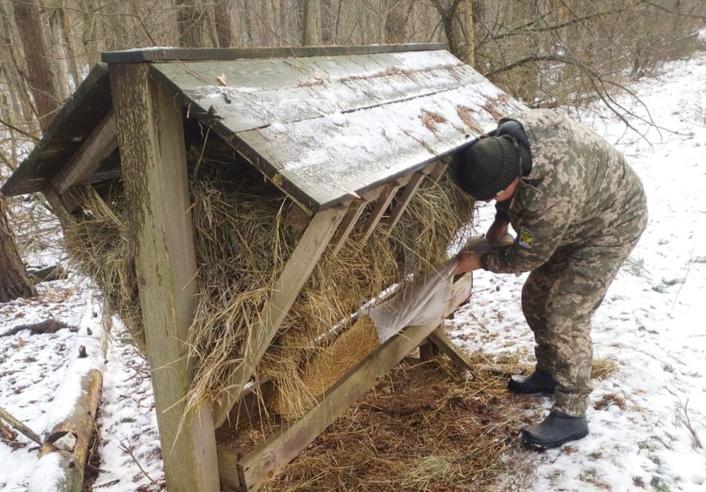 Не все могут добыть пищу: в лесах Харьковщины подкармливают зверей (фото)