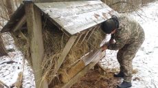 Не все могут добыть пищу: в лесах Харьковщины подкармливают зверей (фото)