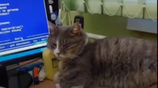 У Харкові врятували пухнастого «працівника» вишу: кота дістали з вентиляції