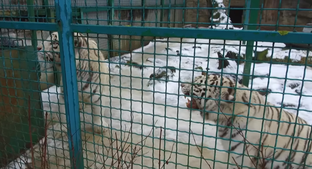 Белых тигров вернули в харьковский экопарк: кого еще привезут весной (видео)