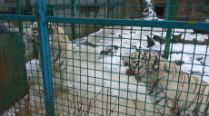 Білих тигрів повернули в харківський екопарк: кого ще привезуть весною (відео)