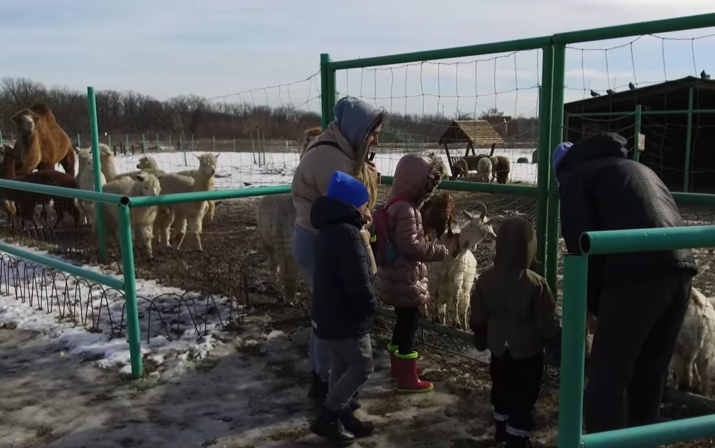 В Долине альпака харьковского экопарка обещают бесплатные обеды в выходные