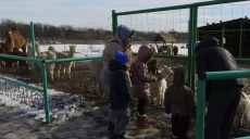 В Долине альпака харьковского экопарка обещают бесплатные обеды в выходные