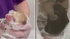 Четырех щенков в пакете в мусорке обнаружили в Харькове (видео)