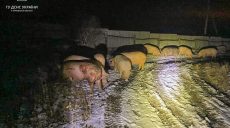 Удар по ферме на Харьковщине: более 20 свиней погибли (фото)
