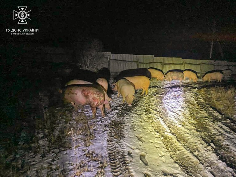 Удар по фермі на Харківщині: понад 20 свиней загинули (фото)