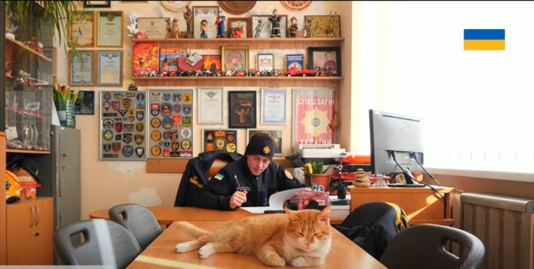 Кіт Ізюм став рятувальником у Києві: як живеться хвостатому переселенцю
