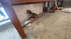 Собаку, пораненого під час обстрілу ринку у Вовчанську, врятували