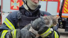 Удар РФ по Волчанску: из-под завалов достали кота погибшей женщины
