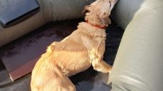 У Харкові пес провалився під кригу: тварину врятували ДСНСники (фото)