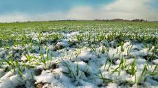 Каким будет урожай: на части Харьковщины озимые вышли из зимнего покоя