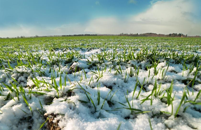 Каким будет урожай: на части Харьковщины озимые вышли из зимнего покоя