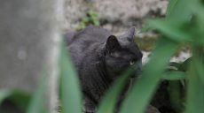 На Харківщині – черговий випадок сказу: власник відмовлявся щепити кота