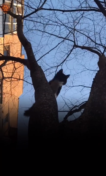 В Харькове спасли котенка, который застрял на дереве (видео)