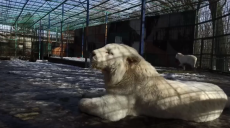 Приятная новость из харьковского экопарка: вернулись два белых тигра (видео)