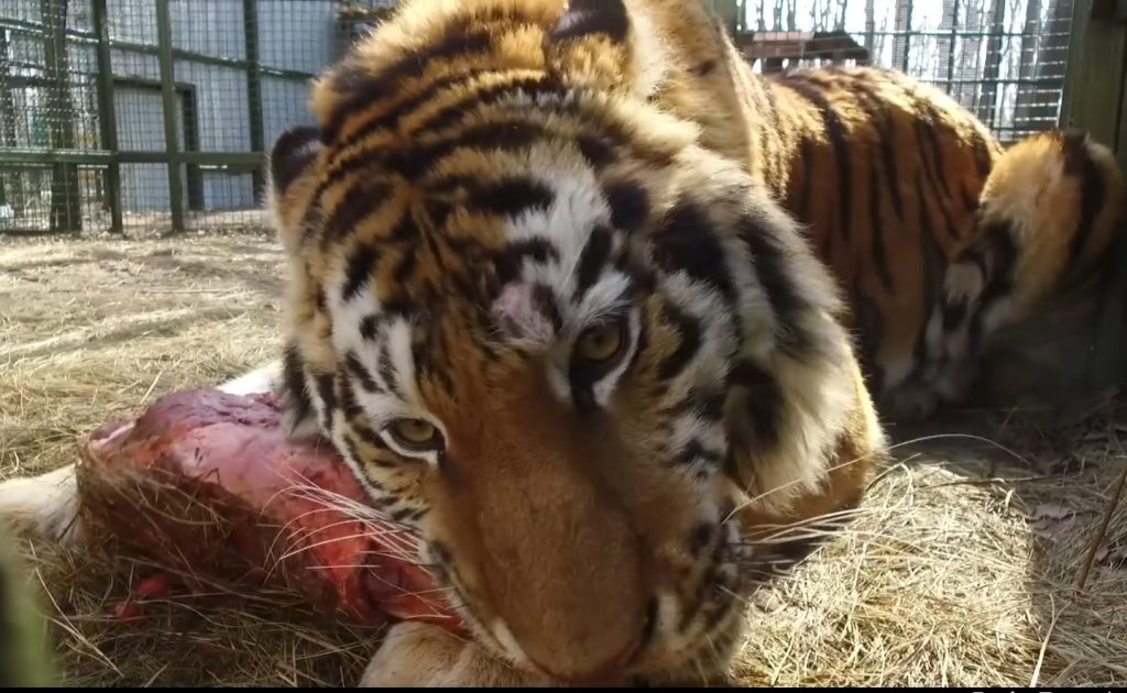 Амурский тигр вернулся в харьковский экопарк (видео)