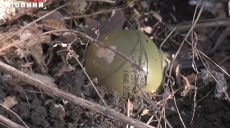 В Харькове обнаружили ручную гранату в сосновом бору