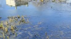«Вонь ужасная» — река в центре Харькова загрязнена нефтепродуктами (видео)
