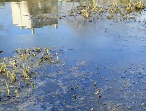 “Сморід жахливий” – річка в центрі Харкова забруднена нафтопродуктами (відео)