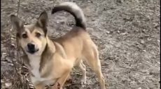 Травмованого внаслідок обстрілу Вовчанська собаку врятував поліціянт (відео)