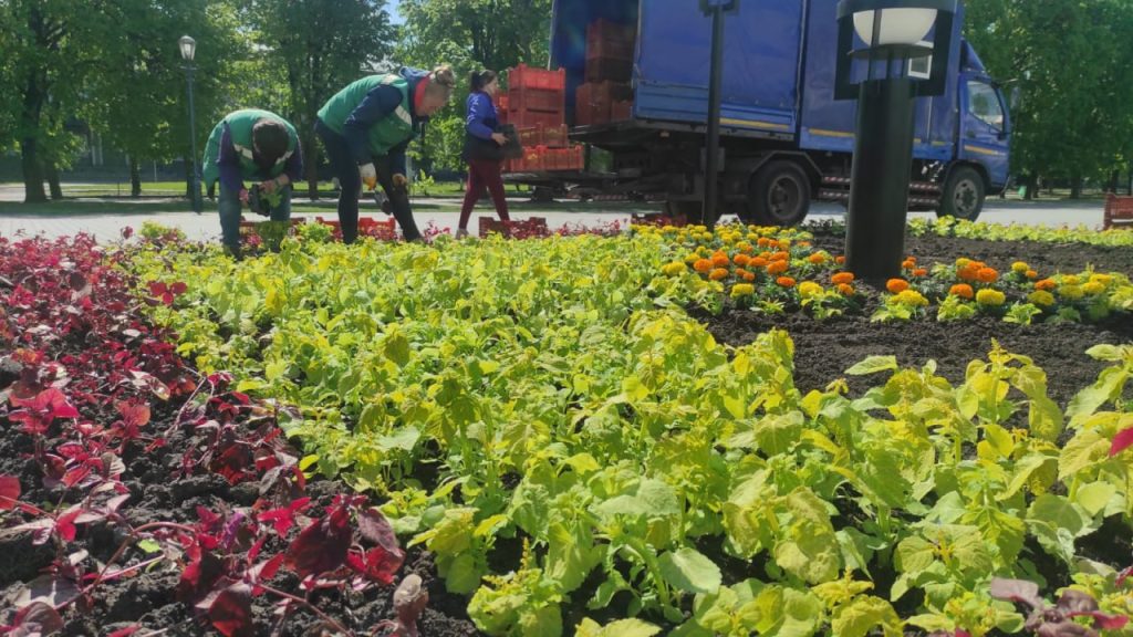 1,7 млн цветов высадят в Харькове: в мэрии говорят, что в этом году экономят