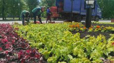 1,7 млн цветов высадят в Харькове: в мэрии говорят, что в этом году экономят